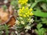 Alyssum alyssoides