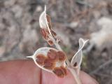 Fibigia clypeata