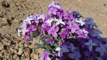 Hesperis breviscapa