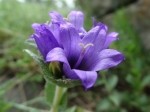 Campanula involucrata