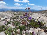 Campanula ptarmicifolia