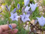 Campanula stevenii