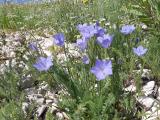 Campanula stevenii