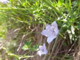 Campanula stevenii