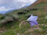 Campanula stevenii