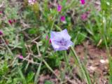 Campanula stevenii