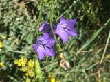 Campanula stevenii