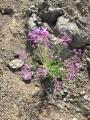 Hesperis thyrsoidea