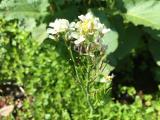 Cardamine tenera