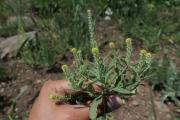 Alyssum strictum