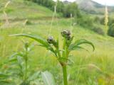 Cephalaria procera