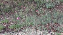 Dianthus calocephalus