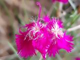 Dianthus orientalis