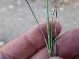 Eremogone gypsophiloides