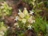 Silene argentea