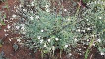 Silene chlorifolia