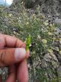 Silene chlorifolia