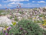 Silene dianthoides