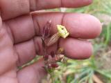 Silene montbretiana