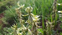 Astragalus cinereus