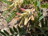 Astragalus fragrans