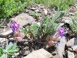 Astragalus lineatus