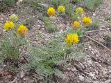 Astragalus macrocephalus subsp. finitimus