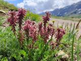 Astragalus pendulus