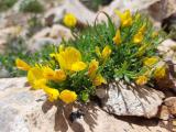 Genista albida