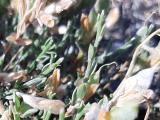 Genista albida