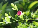 Lathyrus roseus