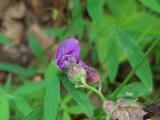 Lathyrus sativus