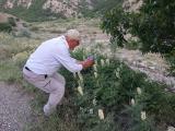 Sophora alopecuroides
