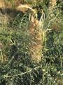 Sophora alopecuroides