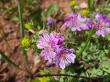 Geranium tuberosum