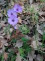 Geranium tuberosum