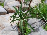 Geranium tuberosum