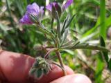 Geranium tuberosum