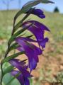 Gladiolus kotschyanus