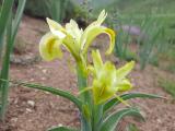 Iris caucasica