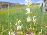 Salvia frigida