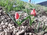 Tulipa julia