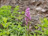 Dactylorhiza osmanica