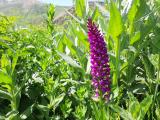 Dactylorhiza umbrosa