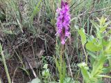 Dactylorhiza umbrosa