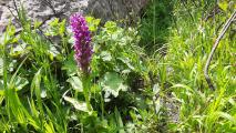 Dactylorhiza umbrosa