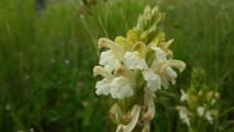 Pedicularis comosa