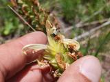 Pedicularis comosa