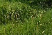 Pedicularis comosa