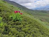 Paeonia arietina
